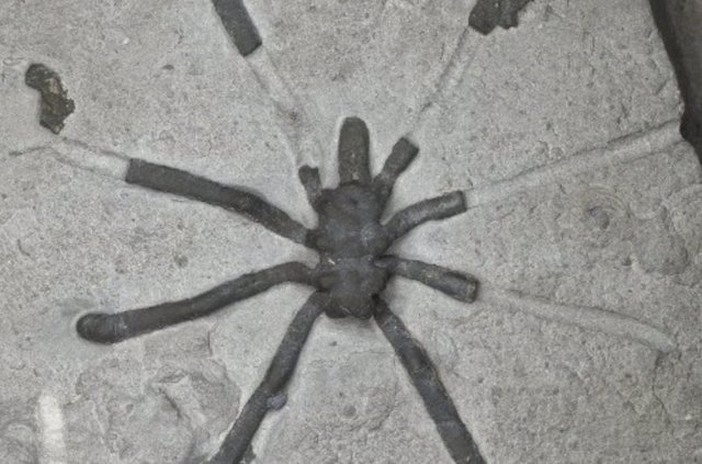 Palaeopycnogonides gracilis (color normal)