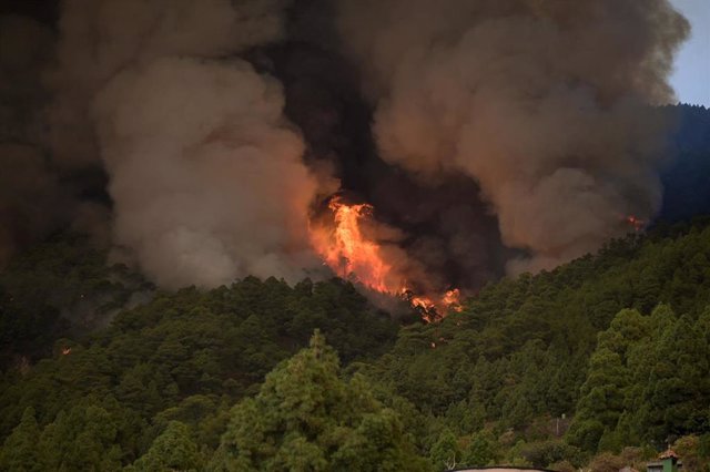 Llamas, en el monte, de un incendio forestal, a 16 de agosto de 2023, en Tenerife (España). Anoche se declaró un incendio forestal en Tenerife entre las localidades de Candelaria y Arafo. Lo que ha obligado a evacuar los municipios de Arrate, Chivisaye, M