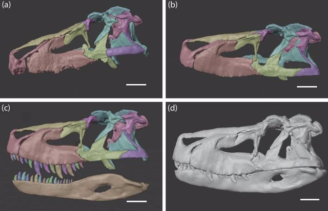 Recreación del cráneo de  Saurosuchus