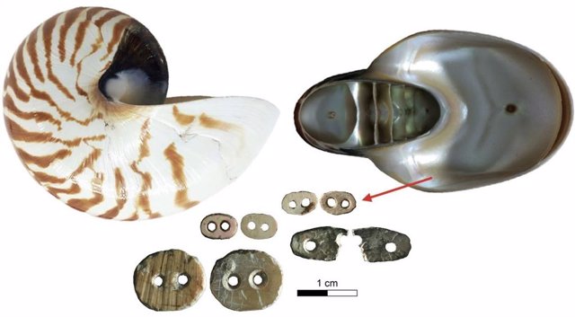 La concha de Nautilus pompilius alcanza alrededor de 200 mm de longitud, proporcionando una gran cantidad de concha nacarada para la producción de cultura material.