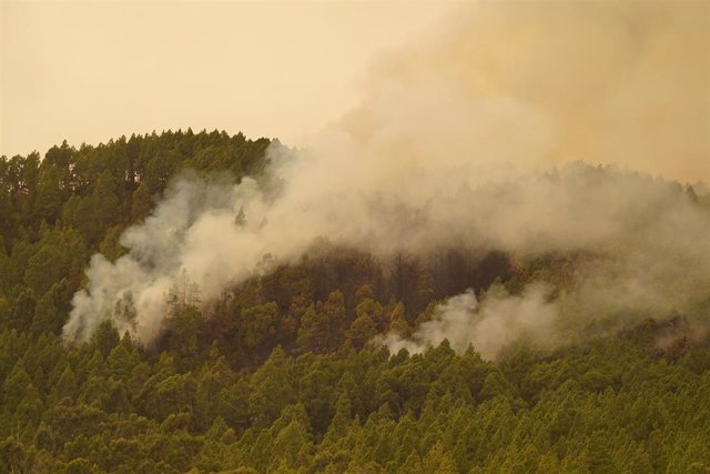 Columnas de humo del incendio forestal en las inmediaciones del municipio de El Rosario, a 17 de agosto de 2023, en Tenerife, Santa Cruz de Tenerife,  Canarias (España).