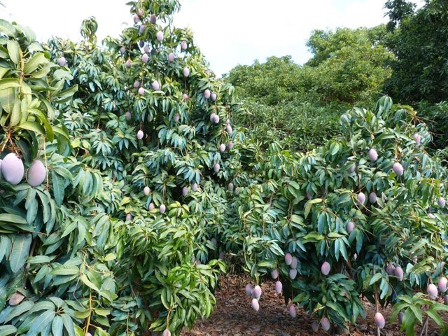 Archivo - Plantación de mangos.