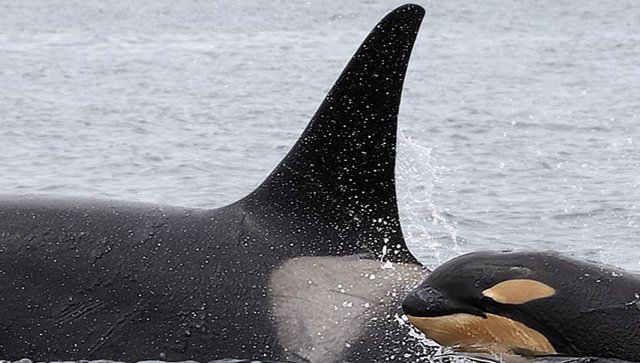 Cría de orca nadando junto a un adulto