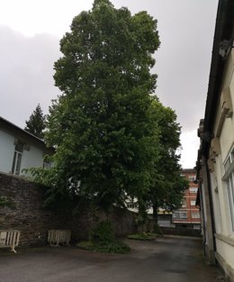 Árbol talado en el entorno del Fogar de Santa María, en Lugo.