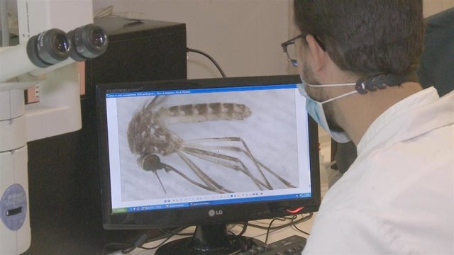 Archivo - Imagen de archivo de investigadores de la UEx que estudian el mosquito que transmite el virus del Nilo.