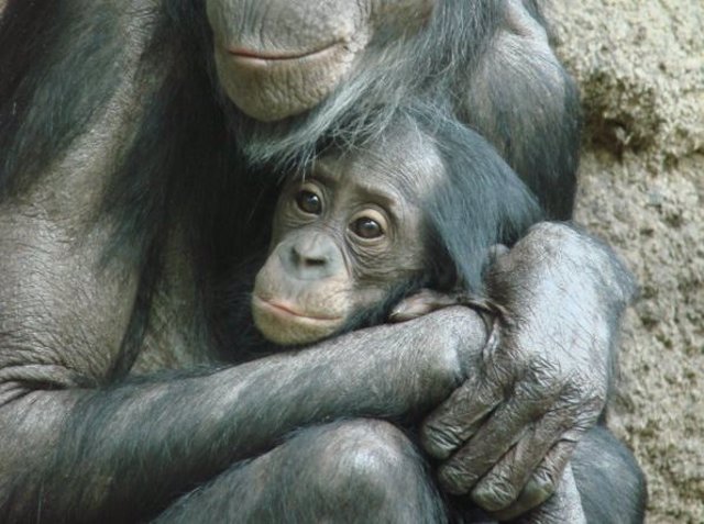 Una madre bonobo con su cría