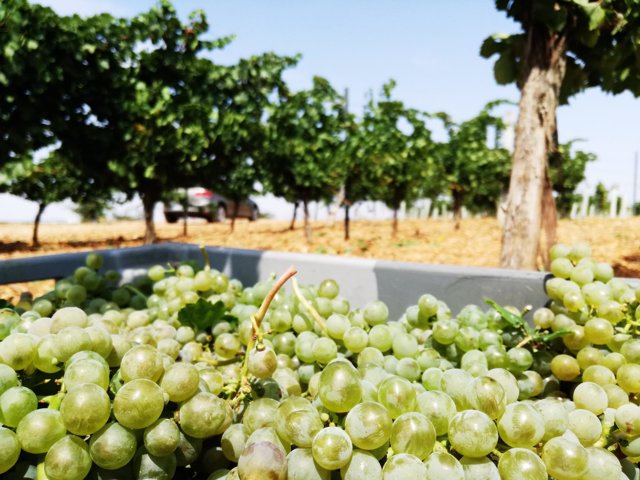 Ruta de Vino de Rueda