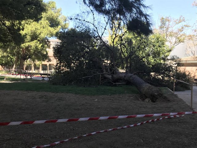 Archivo - Los Bomberos de Zaragoza realizan más de 30 servicios a causa del viento este fin de semana.