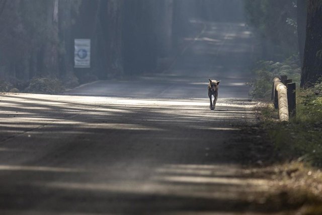Un perro pasa por una zona afectada por el fuego