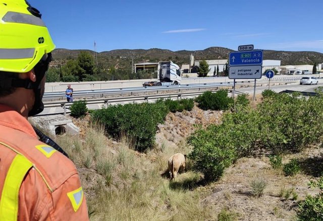 Sigue la búsqueda de algunas reses que se escaparon este lunes tras volcar cerca de la A-3, en Buñol (Valencia), el camión que las transportaba.