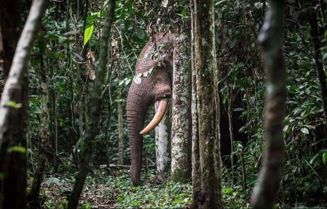 Elefante del bosque