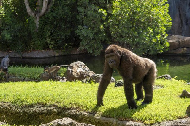 Bioparc invita a celebrar el Día Internacional de los Primates y coinciencia sobre su situación de peligro de extinción