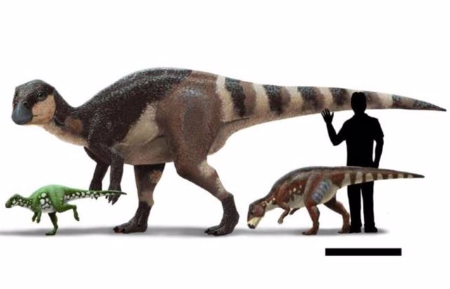 Reconstrucciones de vida y comparación de tamaño de tres rabdodóntidos.