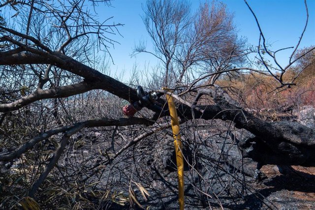 Reciente incendio en un paraje de Lora del Río, en la provincia de Sevilla