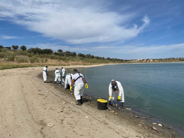 La Confederación Hidrográfica del Guadiana retira peces muertos de La Colada.