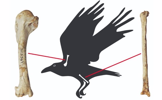 Huesos fósiles de alas y patas de cuervo recientemente identificados en el sitio del "Hombre de Pekín" de Zhoukoudian, declarado Patrimonio de la Humanidad por la UNESCO.