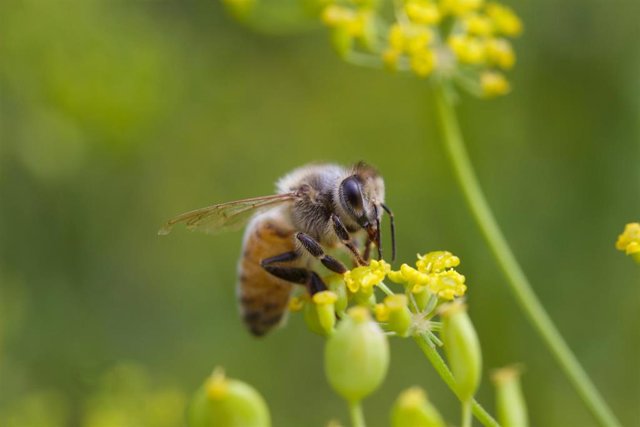 Archivo - Abeja libando la flor del melón. Abeja melífera. Miel. Polinizador.
