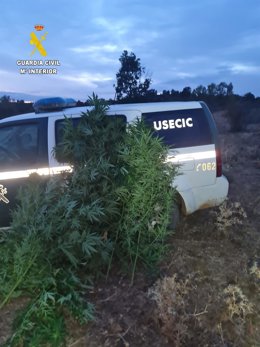 Las personas responsables de ambas plantaciones se encontraban presentes en el momento en el que los agentes acudieron para realizar la investigación.