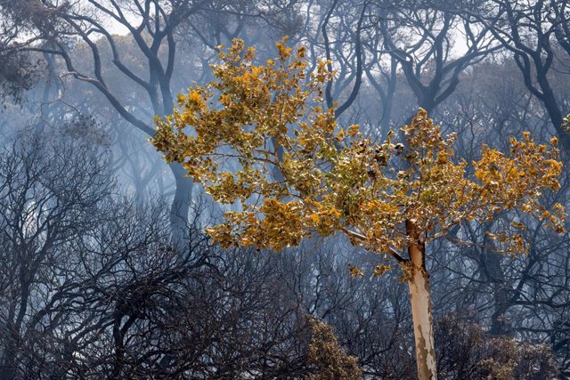 Archivo - Vista del parque de las Canteras tras el incendio declarado el domingo 6 de agosto en Puerto Real (Cádiz, Andalucía).  