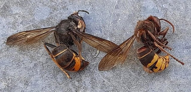 Vespa velutina (i) junto a vespa cabro (d), especies diferentes. La vespa cabro es autóctona y no representa un riesgo para la apicultura.