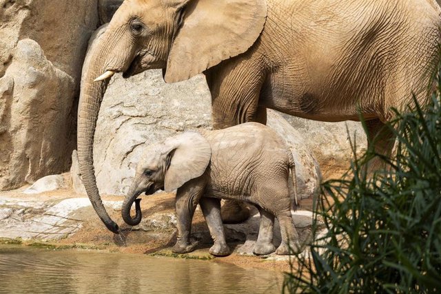 Makena, primera cría de elefante africano nacida en Bioparc Valencia