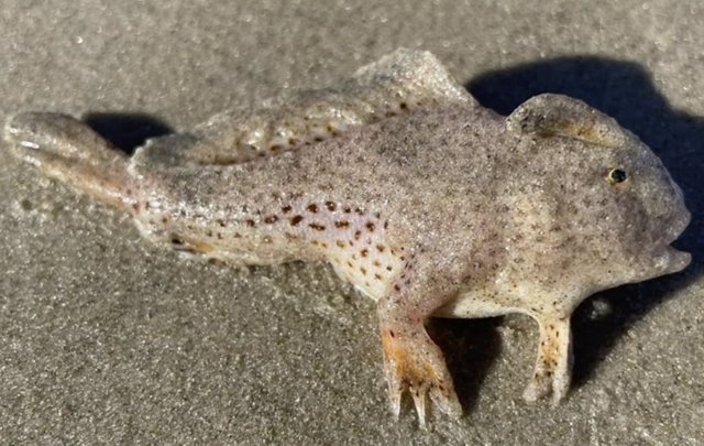 Ejemplar de pez mano descubierto en Tasmania