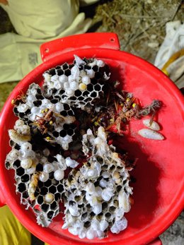 Nido de avispa asiática.