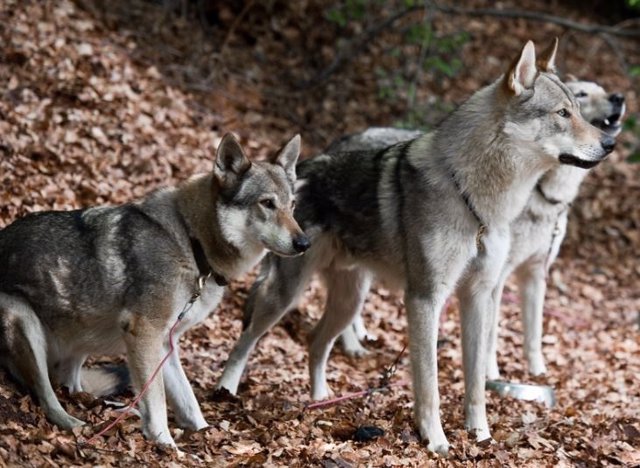 Grupo de lobos