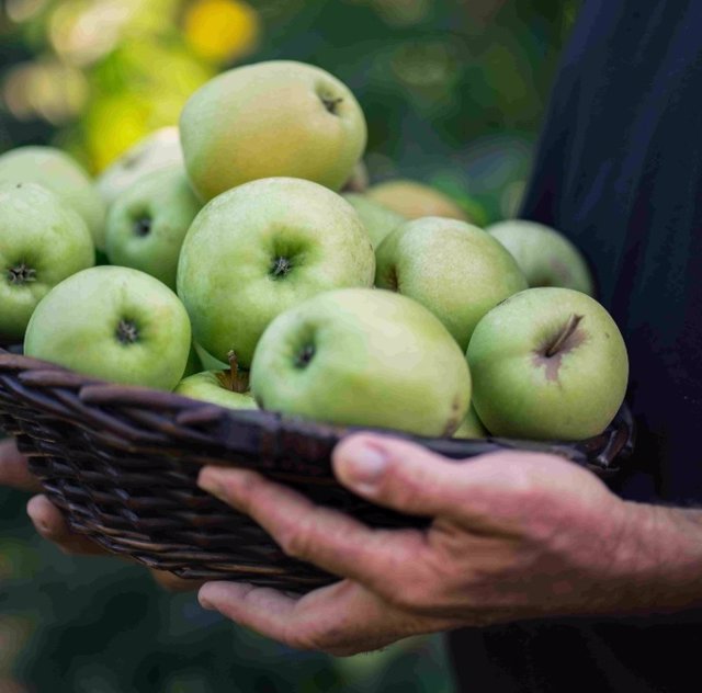 Lidl prevé adquirir 34.000 toneladas de manzanas y peras españolas en 2023, un 35% más que hace cuatro años.