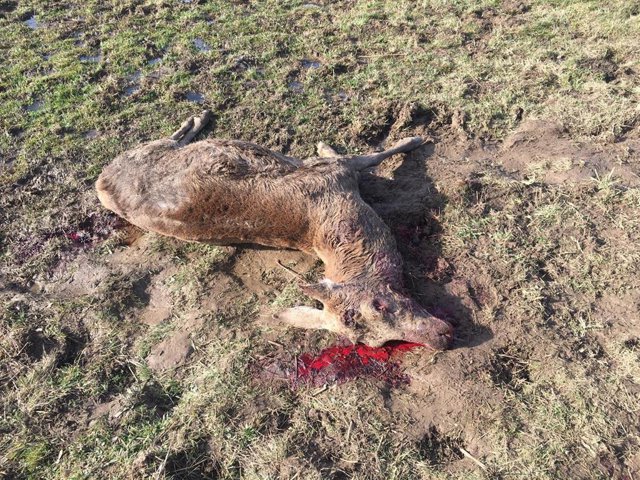 Un ejemplo del "furtivismo descontrolado" de La Pernía.