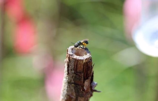 Una pequeña abeja carpintera (ceratina calcarata) sobre un tallo.