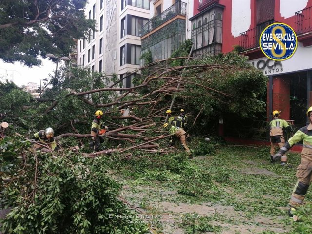 Un árbol de gran porte se desploma en la plaza de la Encarnación.