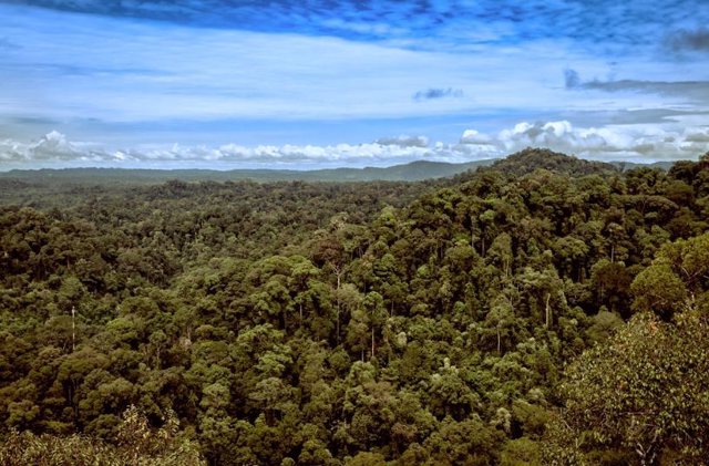 Selva tropical de Borneo