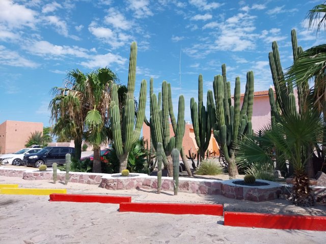 Cactus en Los Cabos BCS (México)