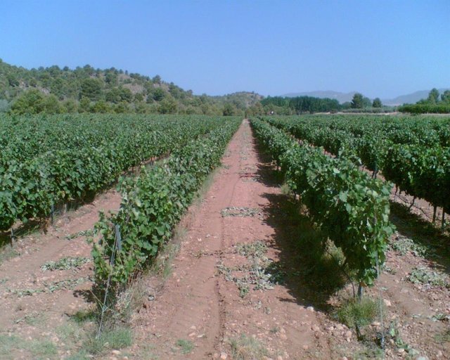 Archivo - Viña, viñedo, uva, agricultura, campo
