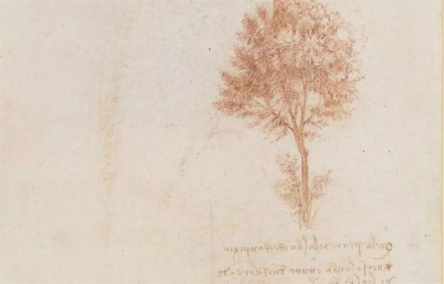 Iludstración de Leonardo en su descripción de la 'regla de los árboles'