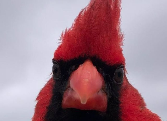Ppájaros cantores, incluido el cardenal norteño (en la foto), que viven todo el año en el centro urbano de San Antonio, Texas, tenían ojos aproximadamente un 5% más pequeños que los miembros de la misma especie de las afueras menos luminosas