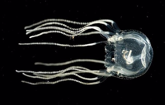 La medusa de caja del Caribe (Tripedalia cistophora) puede aprender a asociar una señal visual particular con una sensación de golpe.