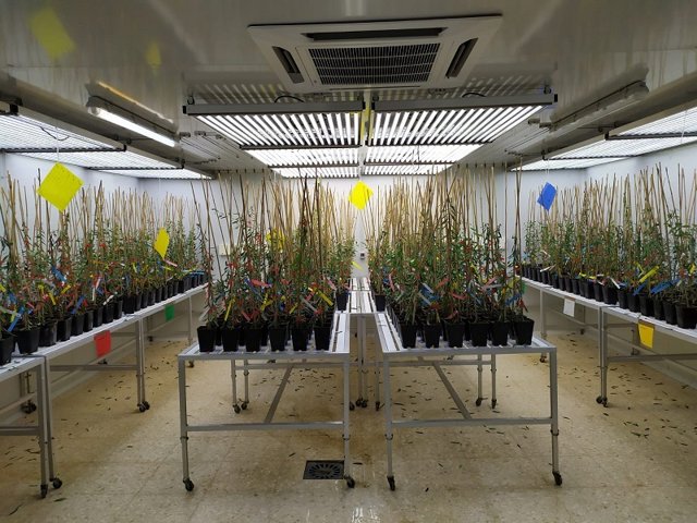 Evaluación de variedades de olivo.