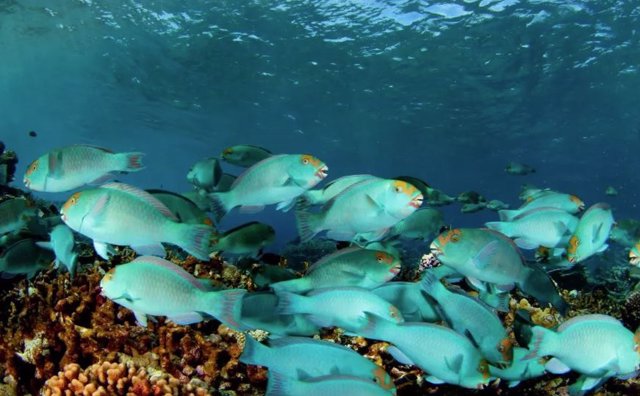 Los Impactos Humanos Locales Alteran La Zonificación Dependiente De La Profundidad De Las Comunidades De Peces De Arrecifes Tropicales.