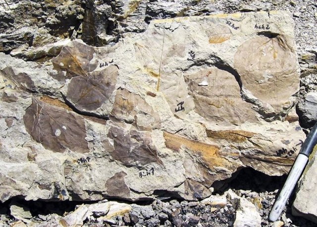 Fósiles de hojas en rocas del Paleoceno temprano del sitio Mexican Hat en Montana.