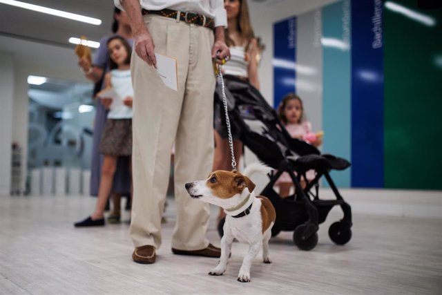 Archivo - Una persona hace cola para ejercer su derecho a voto junto a su perro, en el Colegio La Inmaculada Marillac, a 23 de julio de 2023, en Madrid (España). Los españoles están llamados hoy, 23 de julio de 2023, para elegir a sus representantes para 