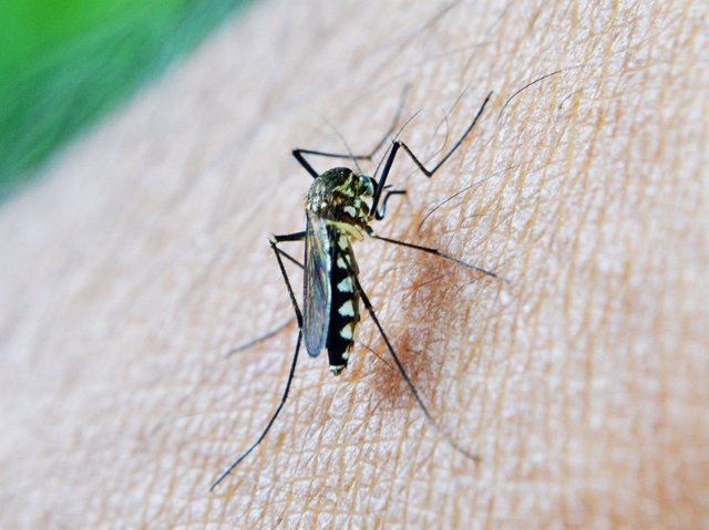 Archivo - Imagen de un mosquito con virus del Nilo.