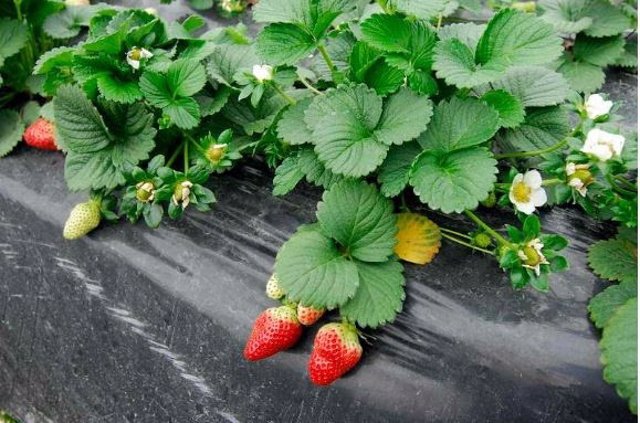 Plantación de fresas.