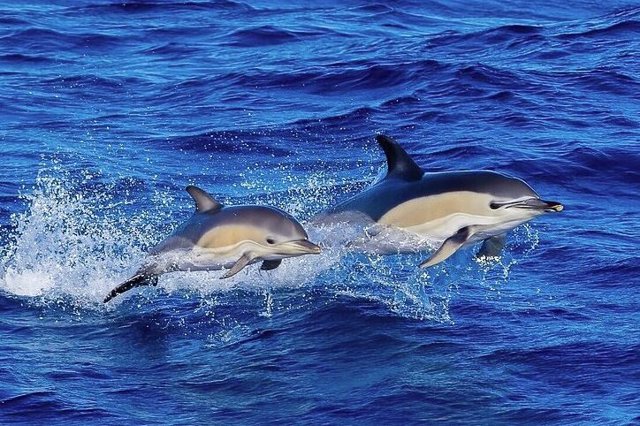 Delfín común en el Golfo de Vizcaya