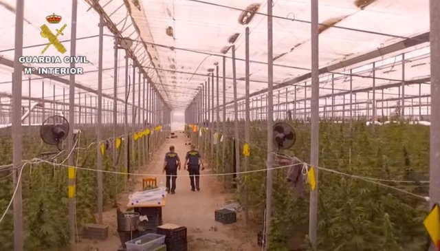 Archivo - Invernaderos de Níjar (Almería) con plantaciones de marihuana intervenidos en el marco de la operación 'Acantha' de la Guardia Civil.