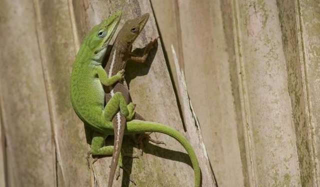 Dos lagartos anolis verdes americanos.