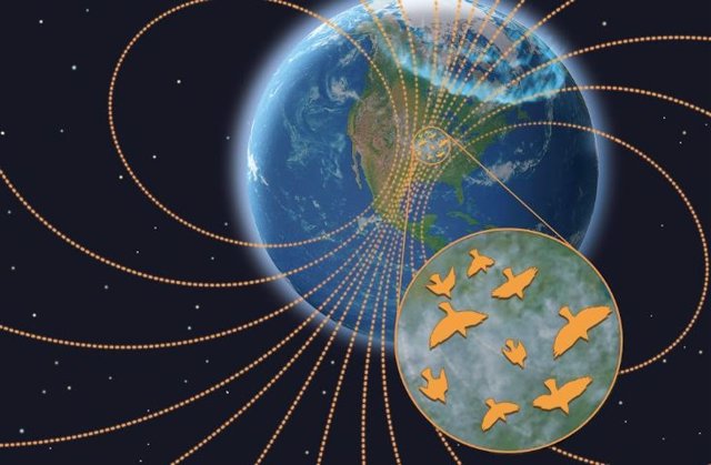 El clima espacial altera la migración nocturna de las aves