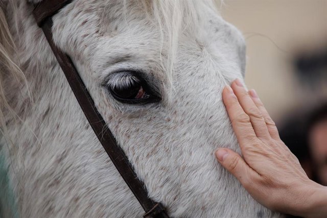 Archivo - Detalle de un caballo blanco, foto de recurso