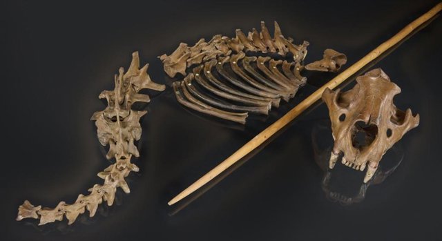 El esqueleto del león cavernario de Siegsdorf (Baviera, Alemania) con una réplica de la lanza de madera que pudo haberlo matado. Los neandertales utilizaban este tipo de lanzas para cazar.